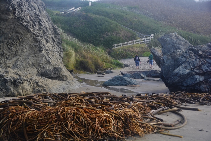 pile of bull kelp